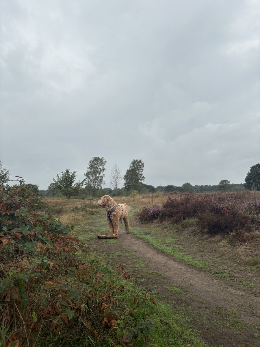 StephanvanHuis's tweet photo. 08.30 uur Zondagochtendrondje #holger #GroevenbeekseHeide #Ermelo https://t.co/BQVJ3iMAWU