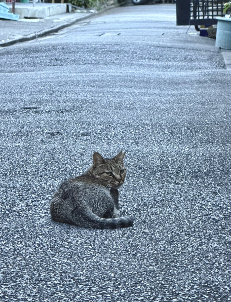 madamadamatu's tweet photo. おーい！
呼びかけてみた🐈

お休みも終わり。
良い夕べを🍀 https://t.co/kw7pQJrAjj