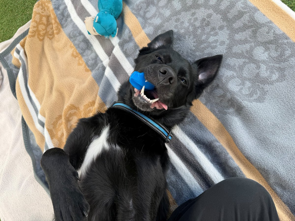Raystede's tweet photo. One week to go🐾 Join us at Raystede on Sunday 20 September for All About Dogs Day!

Get expert advice on behaviour, training and enrichment, plus enjoy ACE freework, pooch parkour, health checks, activities and more.

Free entry: https://t.co/JxzwvCqYST https://t.co/rxvS7Vqkkt