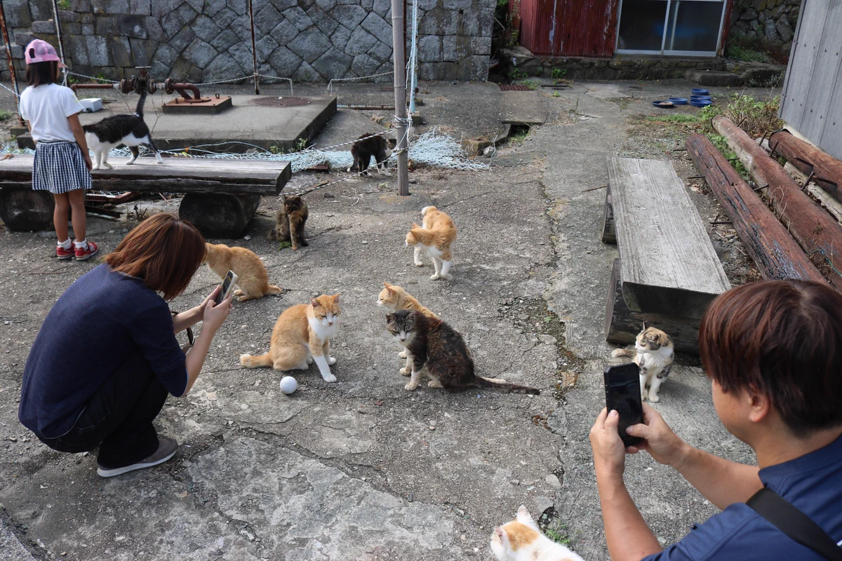 猫の島 青島 on X: 