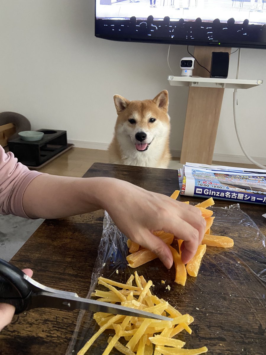 ohagi20170504's tweet photo. お芋を切るだけの簡単なアルバイトです。
色んな角度から見てくる犬を無視できる
心の強さだけが求められます😊 https://t.co/cjGhENLMiQ