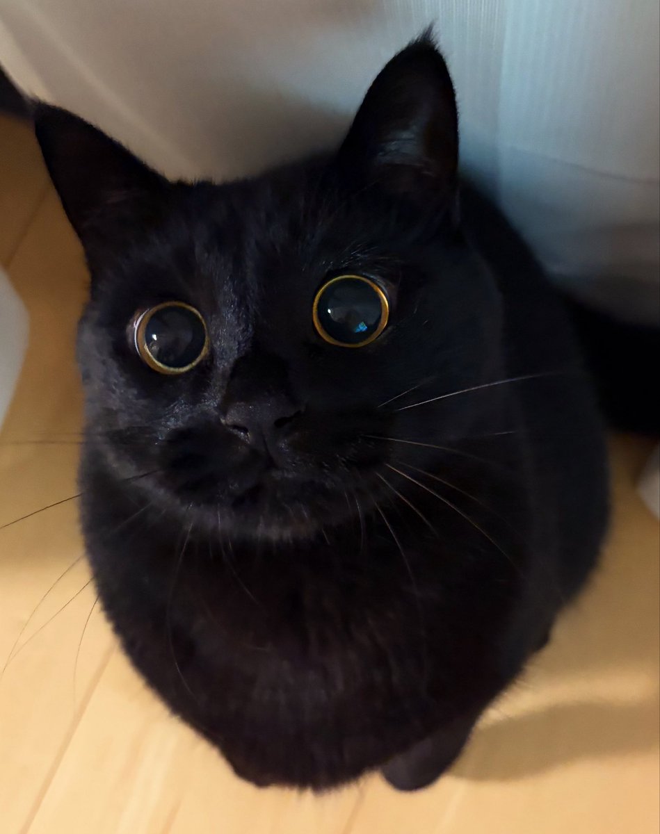 uni_kuroneko's tweet photo. もふん。

#黒猫 https://t.co/Dnle2ne3Xc