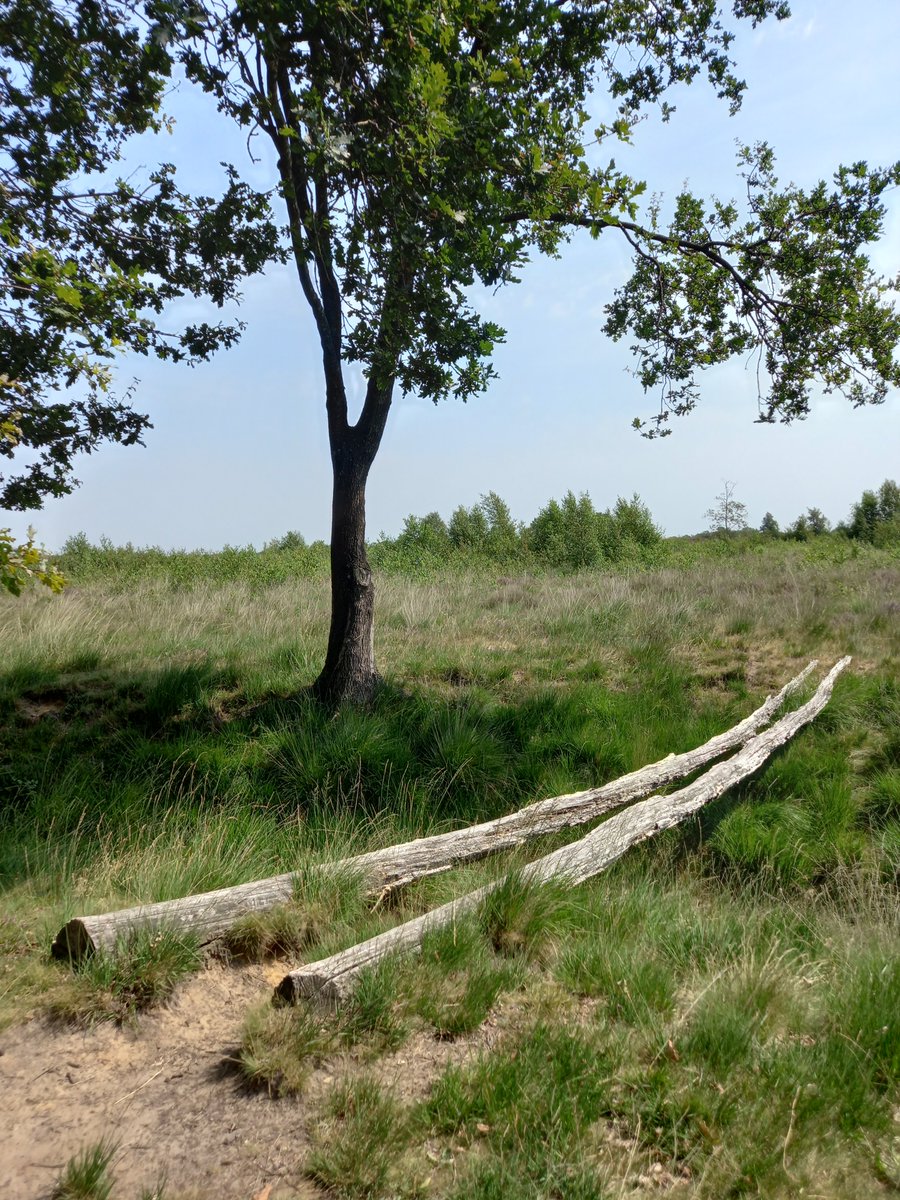 northfieldtree's tweet photo. #WalkThisWay https://t.co/22RJO3qi8H