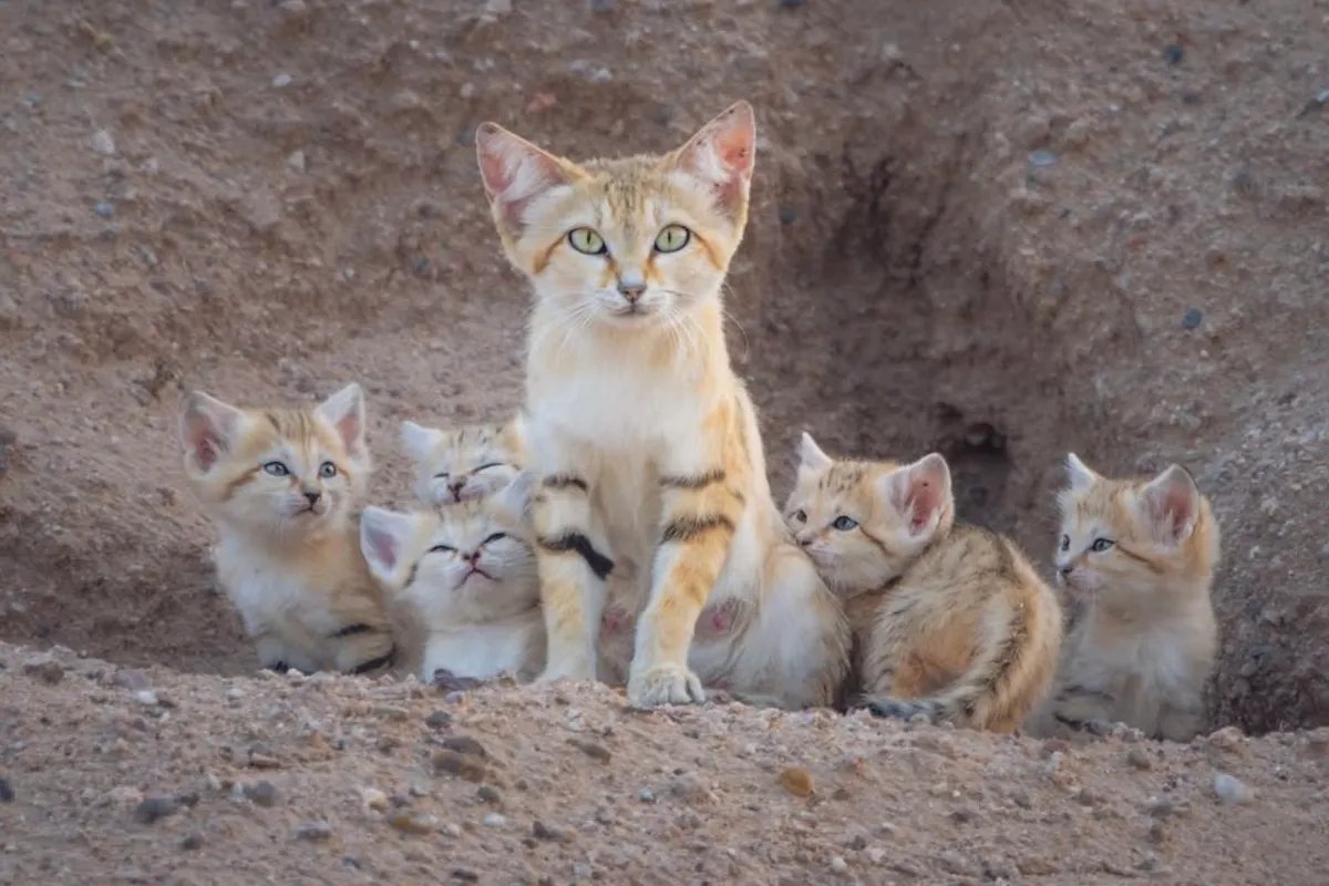 AMAZlNGNATURE's tweet photo. Rare sand cats photographed in Kuwait

A sand cat mother and her kittens were photographed in Kuwait, offering a rare glimpse of one of the desert's most elusive wild cats https://t.co/fwJ2MbYWJi