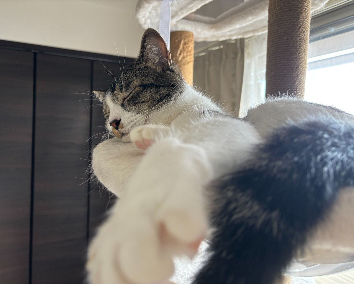 usa20208686's tweet photo. 今日の猫たち https://t.co/Lpip1oCS9p