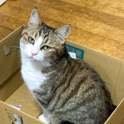 AOHOBBYNEW's tweet photo. #新しいプロフィール画像 https://t.co/So7q1QZrKI