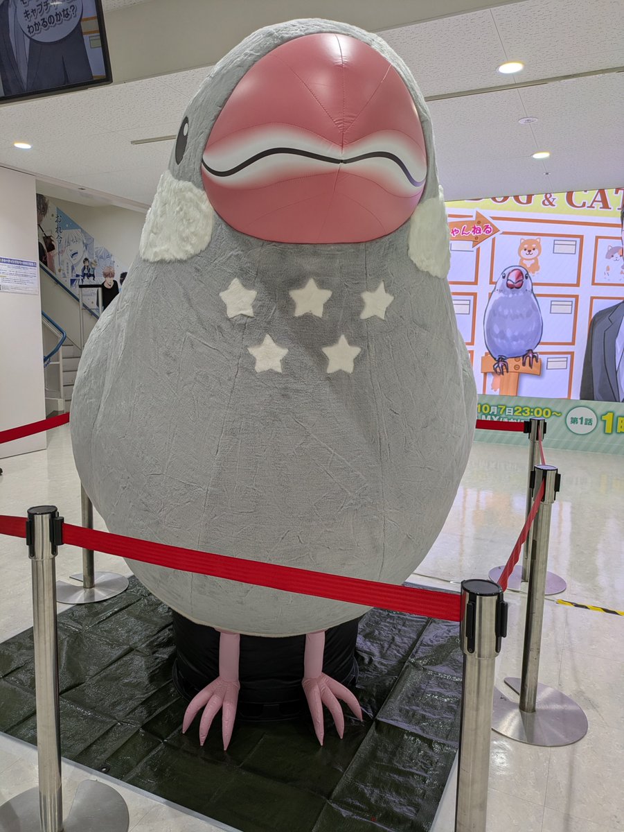 ni4444na's tweet photo. アニメイトにも寄り道してみたのだけど、新しいアニメイト入ったことないのよね…

1階だけ見てきました。

デカい文鳥が文鳥おったw
うちのブンチョス(文鳥ぬいぐるみ)よりずっとずっとデカかった！ https://t.co/pQ46HzZtme