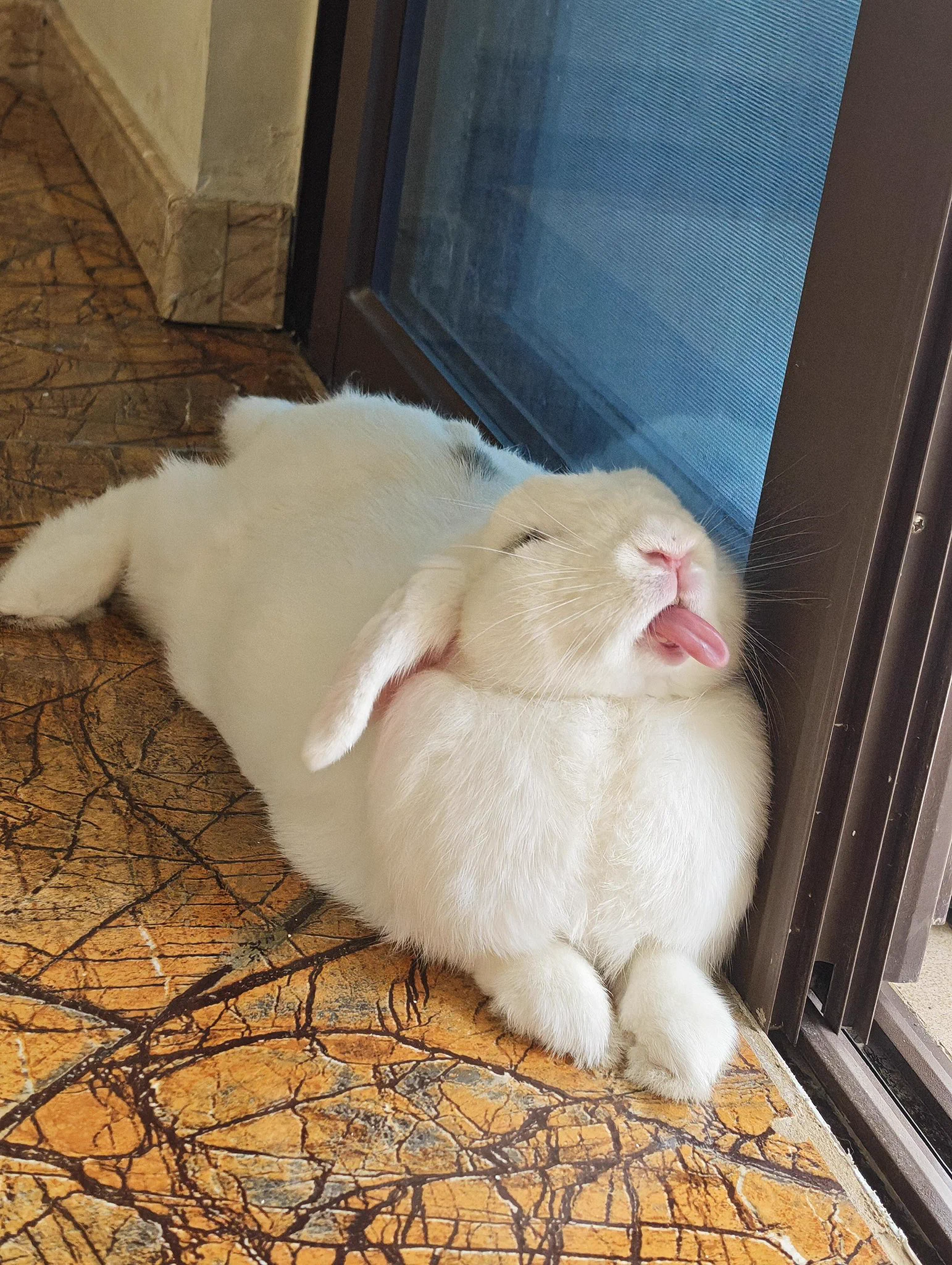 うさぎページ がさ on X: 