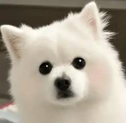 DannyDevinho's tweet photo. Ok , MIZO Is giga ! Is at 150k ! 

 Their first token it's Fluf ! This it's HUGE !  

jfDe7JB7n7ctcFuD8f1V7e6JmTMtPL5Scb4ho7Upump https://t.co/pl1HbDf8xd