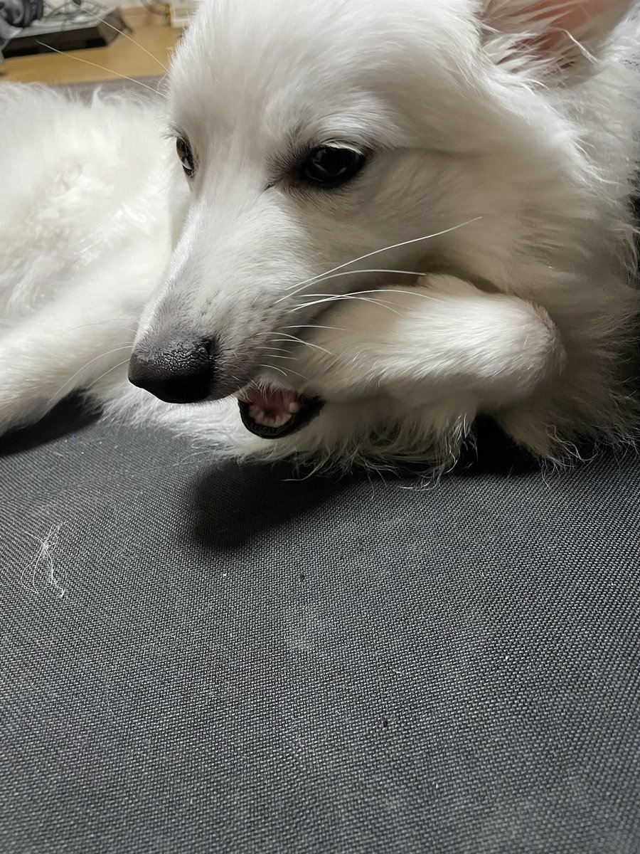 rainerspits's tweet photo. 自分の足ハムハムらいなぁ
#日本スピッツ
#犬 https://t.co/BywyyCYjhZ