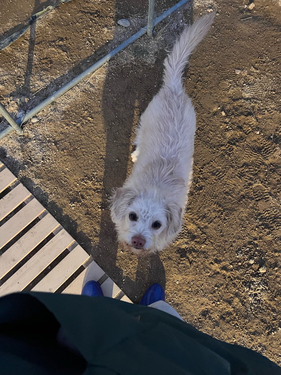 kistchberry's tweet photo. 보호소에 봉사하러 갔을 때.. 새로운 강아지 입소했다는 소식을 듣고 설레는 맘으로 가서 마주친 강아지가 우리집 막내가 됨 
우리집 강아지가 된 이유 : 봉사끝나고 센터 나갈때 다른 강아들은 다 자느라 마중을 안 나왔는데 우리집 강아지 유일하게 우리한테 뛰어옴..ㅜ 가지말라는식으로,, https://t.co/jbA1mvqcW1