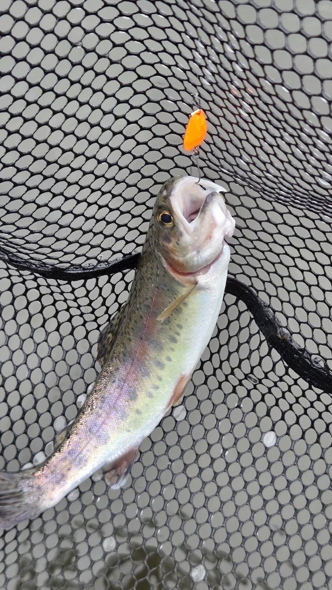 Nj9Thvje90UV783's tweet photo. 🎣✨今日はグリーンパーク不忘さんへ

朝は雨☔でしたが、その後は曇りで釣りやすい陽気😊

プレミアムX0.5gの巻きフォールからスタート✨
放流は虎龍0.9gで連発🔥
最後はプレミアムX0.3gで大物も立て続けにヒット🐟✨

今日も楽しい1日でした🙇‍♂️🎣

#グリーンパーク不忘 #neoSTYLE #EMT #ネオスタイル https://t.co/I00eOojCsU