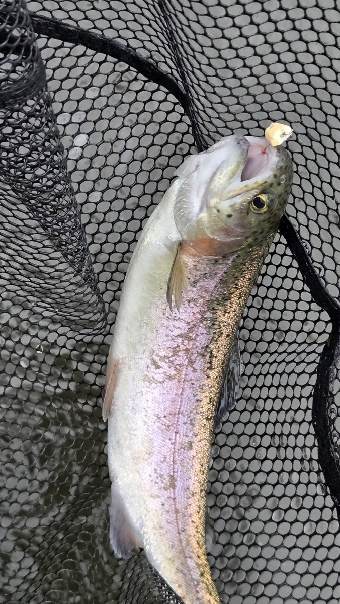 Nj9Thvje90UV783's tweet photo. 🎣✨今日はグリーンパーク不忘さんへ

朝は雨☔でしたが、その後は曇りで釣りやすい陽気😊

プレミアムX0.5gの巻きフォールからスタート✨
放流は虎龍0.9gで連発🔥
最後はプレミアムX0.3gで大物も立て続けにヒット🐟✨

今日も楽しい1日でした🙇‍♂️🎣

#グリーンパーク不忘 #neoSTYLE #EMT #ネオスタイル https://t.co/I00eOojCsU