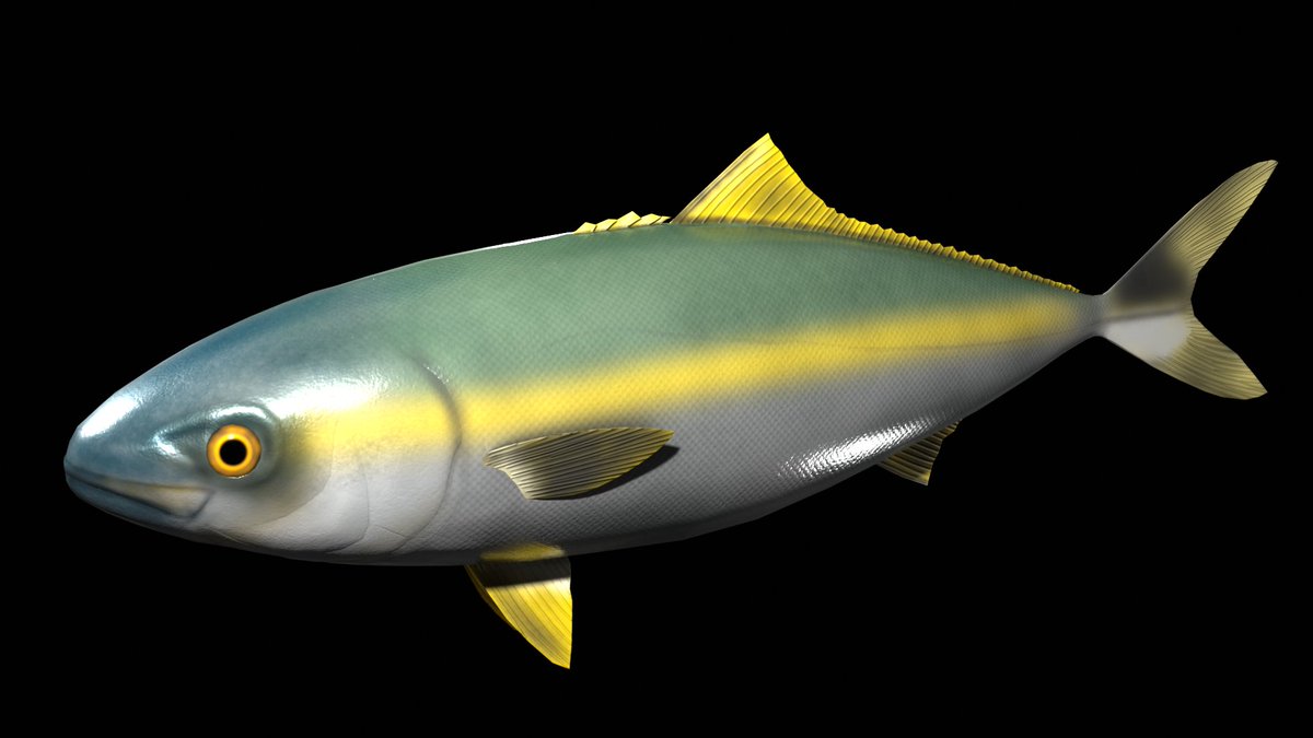 pochiq99's tweet photo. 魚をたくさん作りたい_No4

ブリ

こんな感じ。

 #Blender #3DCG #釣り #魚 #鰤 #ブリ #VRChat https://t.co/rxMs95c0II