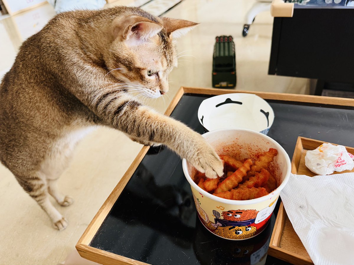 AnnTang_'s tweet photo. 小馋猫🐱🍟 https://t.co/oy51FDHZjq