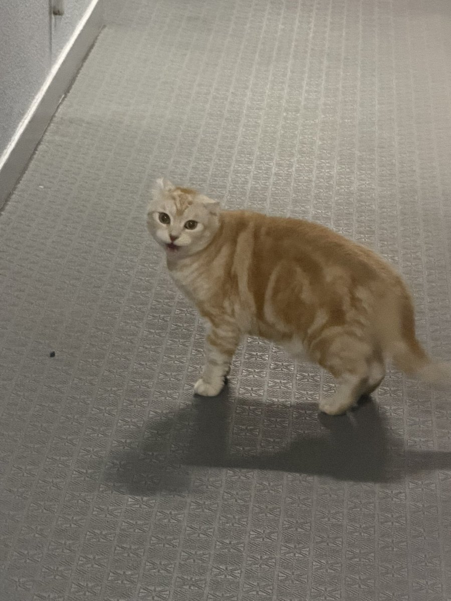 hama19831220's tweet photo. ［拡散希望］家の前に猫がいます飼い猫っぽいけど脱走してませんか？ https://t.co/nNT0gb8SFb