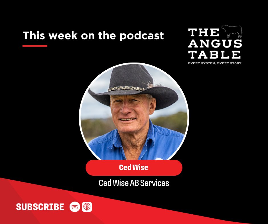 angusaustralia's tweet photo. 🎧 𝗖𝗼𝗺𝗶𝗻𝗴 𝘀𝗼𝗼𝗻 𝘁𝗼 𝗧𝗵𝗲 𝗔𝗻𝗴𝘂𝘀 𝗧𝗮𝗯𝗹𝗲 🎧
Ced Wise shares his journey from embryo transfer pioneer to building a state-of-the-art semen processing facility. Ep drops Tues

#theangustable #angus #angusaustralia #agpodcast #cedwise #cattlepodcast #blackangus https://t.co/1XR4Bh2QaL