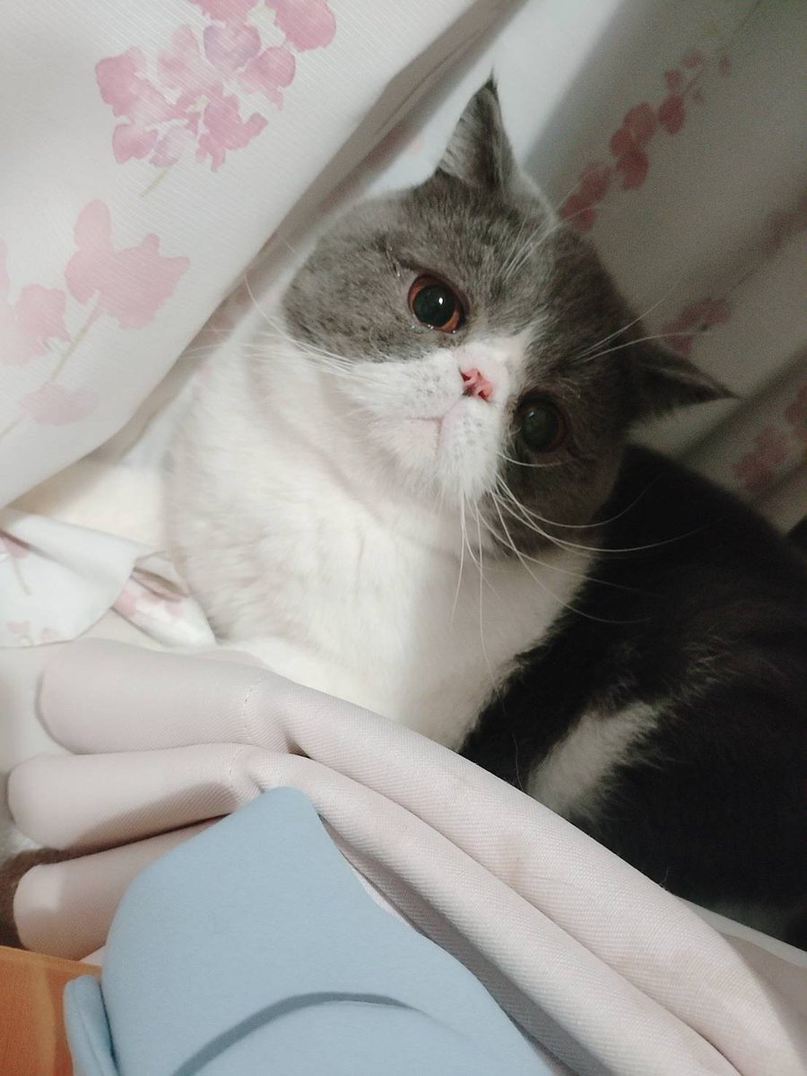 ber1108ber's tweet photo. にゃんにゃんにゃーん🐱🐾
くりくりお目々🩷 https://t.co/jQjihxyEyl