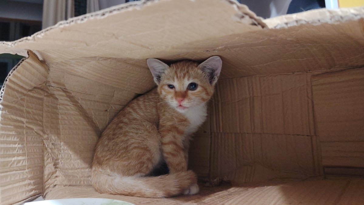 berryzizie_'s tweet photo. [URGENT]
Looking for a cat foster/adopter for this kitten. Area Kuala Lumpur/maluri 

Let me know if you’re able to take it in. For more info pls dm https://t.co/5V8EXYjfCZ