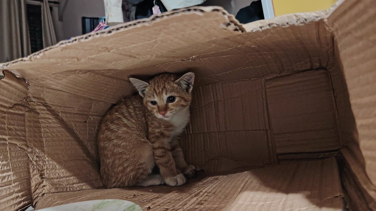 berryzizie_'s tweet photo. [URGENT]
Looking for a cat foster/adopter for this kitten. Area Kuala Lumpur/maluri 

Let me know if you’re able to take it in. For more info pls dm https://t.co/5V8EXYjfCZ