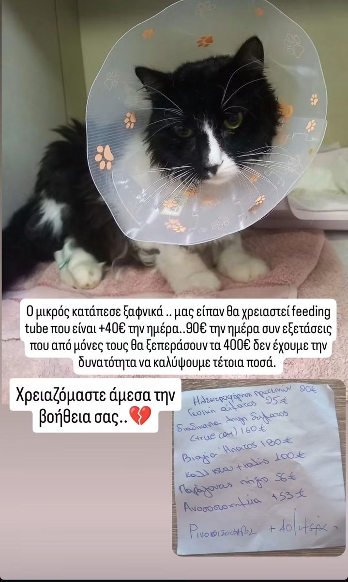 monahus's tweet photo. Είναι φίλος και χρειάζεται την βοήθεια μας

"Ο Αρίστος μας βρίσκεται για 9η μέρα σε κτηνιατρική κλινική με Ίκτερο. ❤️‍🩹
Όποιος μπορεί να βοηθήσει στα έξοδα, τα οποία είναι πολλά για τα κυβικά μου, (90€/μέρα+ εξετάσεις, θεραπεία και φάρμακα). https://t.co/NDRL7AXYPQ