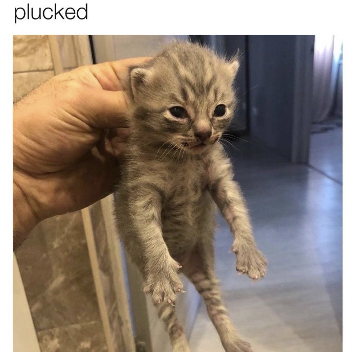 CatPosted's tweet photo. https://t.co/8XzisoJA8w