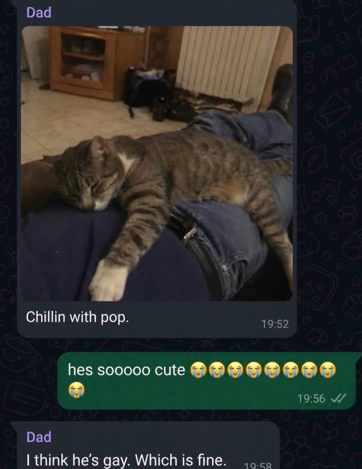 CatPosted's tweet photo. https://t.co/uRvyPHIfF7
