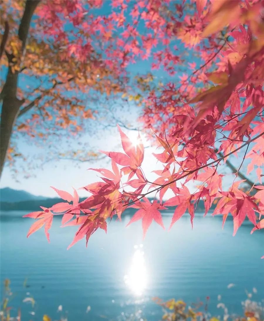 DannySampaqn's tweet photo. Cool autumn breeze + golden maple leaves = pure cozy vibes ， https://t.co/OnlPkAHCon