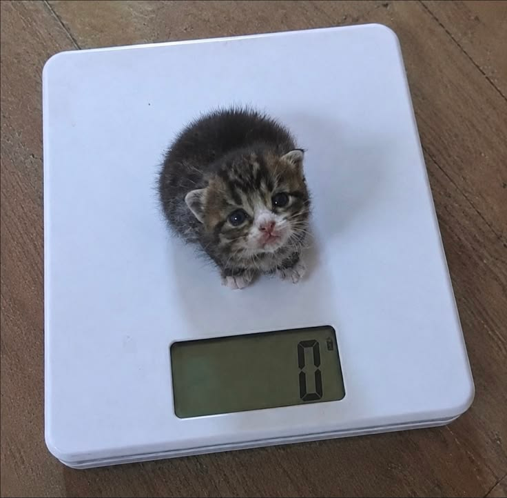 CatPosted's tweet photo. https://t.co/aEHnRGWKvW