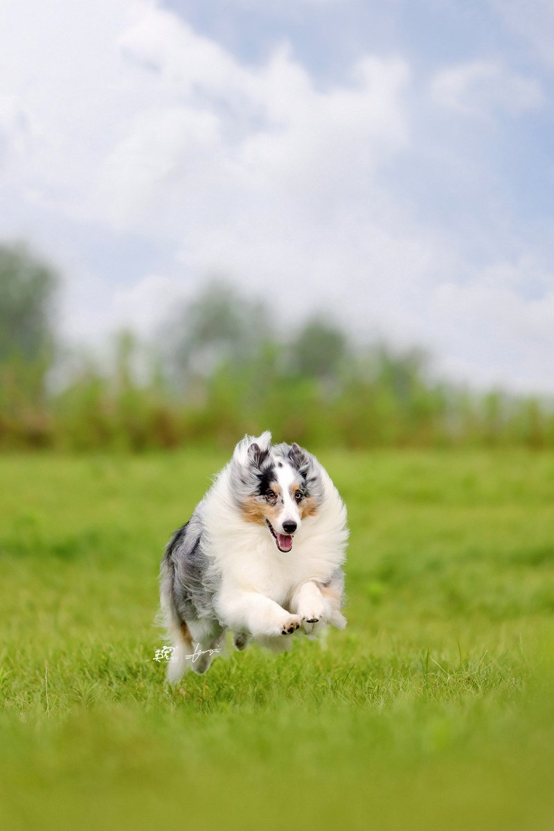 SuziHoltrop's tweet photo. My little rescue pup is now 6 months old—from wobbly puddles to zoomies around the yard, every tiny growth win feels like magic https://t.co/zrAZNJdiio