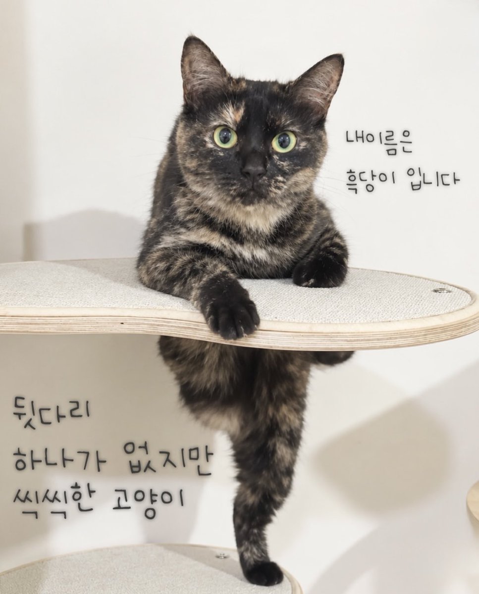 dang_nyangee's tweet photo. 세발냥 흑당이의 평생가족 찾아요🐾

이름: 흑당
성별: 여아
나이: 2살 추정

흑당이는 현재 쉼터에서 너무나도 잘 지내고 있지만 어쩔 수 없이 먹을 때나 좋아하는 자리를 차지할 때 다른 친구들한테 밀리는 것 같아요🥹
흑당이를 위한 가정 생활이 꼭 필요한 아이에요.
(하트, 스토리 공유, 응원의 댓글은 흑당이에게 큰 힘이 되어요)

👉흑당이는 무언가에 묶여 천천히 한쪽 다리를 잃었어요🥹
구조 후에도 몸이 닿으면 너무 놀라고... 아마 많이 무서웠나 봐요.

이제 시간도 제법 지났고
사람과 함께 살아야 하기에 순화를 진행 중이에요
추르도 잘 받아먹고 친해지면 손길도 받아준답니다

워낙 온순한 아이라 친구들과도 잘 어울리는 사교성 만점!
다리는 셋이지만 잘 놀고 잘 뛰고!
일상생활에는 전혀 문제가 없어요😏

게다가 아메숏 믹스라 에메랄드 눈에 검정과 은빛이 조화롭게 섞여
고급지면서도 유니크한 우리 흑당이!

애교스럽고 엉뚱한 면도 많아
집사님의 웃음을 보장합니다🥰