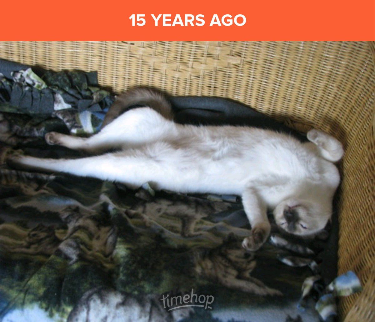 DBFrisk2001's tweet photo. From 2011. My parents' kitty, Dexter, was comfortably stretched out on the loveseat. He looked so adorable! https://t.co/PJ3jDLbowI