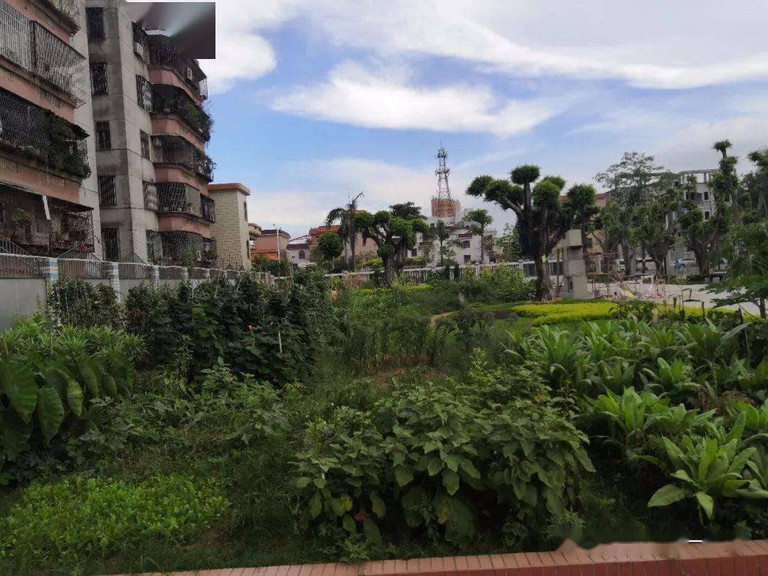 GerardKiongo's tweet photo. Amazing! Our Campus Volunteer Club’s community garden initiative just planted 50+ vegetable saplings yesterday—fresh produce coming soon for local elders!  Join us next Saturday for watering u0026 harvesting! https://t.co/8m8mVmA7pg