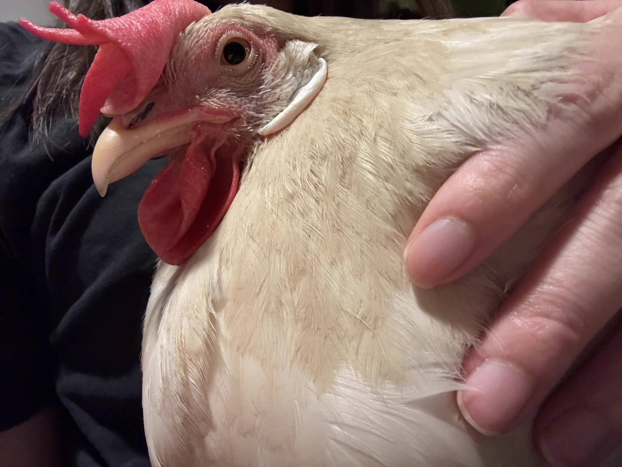 『タイムセール』仲良しヒヨコ♡トースト 🐓ひよときよ🐓Hiyo & Kiyo🎠 on X / X