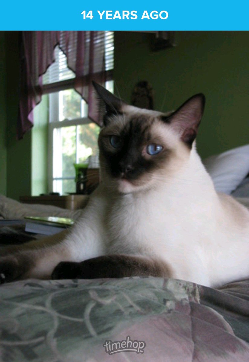 DBFrisk2001's tweet photo. From 2012. My parents' kitty, Dexter, was laying on their bed. https://t.co/x2gLWPGSqP