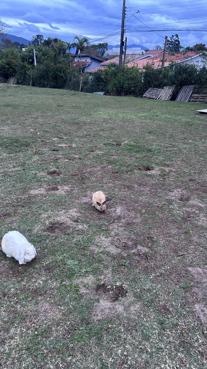 dorayaakis's tweet photo. fui em uma fazenda de coelhos ontem https://t.co/Kv0edCeuuk