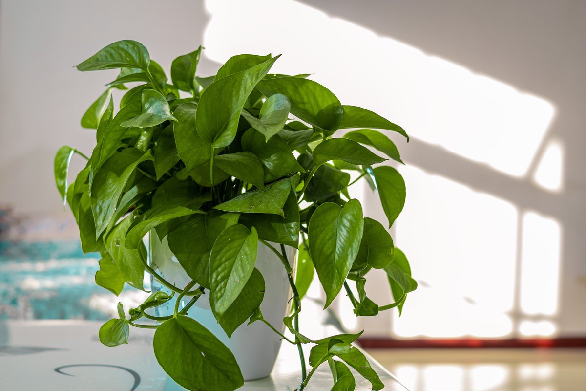 KattieSobczak's tweet photo. Keeping your pothos happy Water when the top 2 inches of soil feel dry, and place it in bright indirect light—this low-fuss plant will thrive and purify your space! https://t.co/tY2UTQjGvC