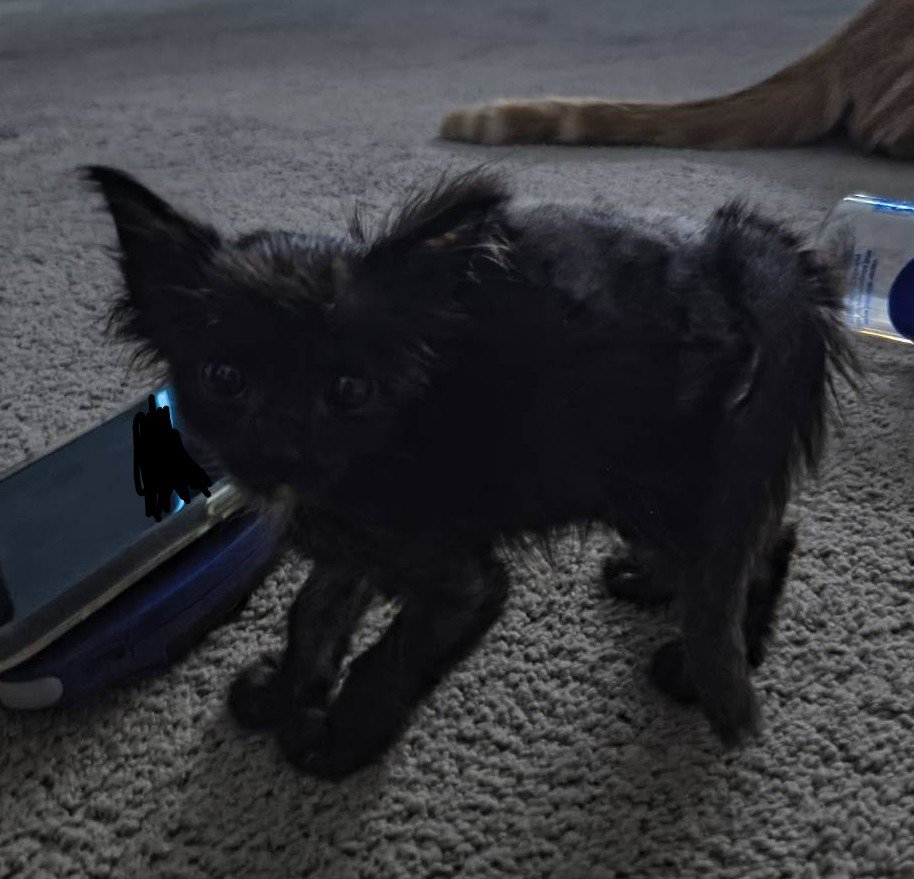 GrimmiVT's tweet photo. HeavenlyKitten is officially fully and completely recovered! https://t.co/bkABq08PSJ