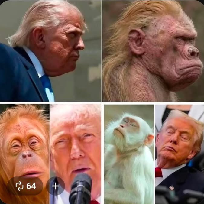 MzFrillaOfRDM's tweet photo. @CjTokoni @Coop3Big Just be throwing that monkey word around like they’re not your ancestors! 🤦🏽‍♀️😂😂😂 https://t.co/QDFeWd772I