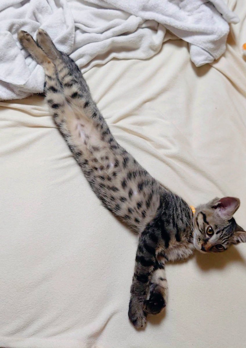 sheik_norwegian's tweet photo. 伸びる猫といえばうちの実家の子がヤバい https://t.co/Hz4Tf96XVM