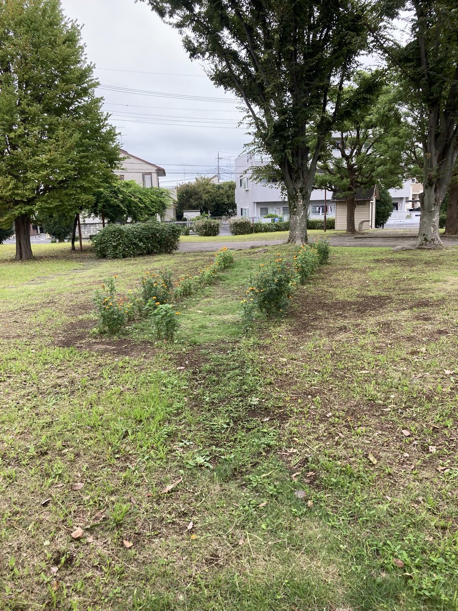 umasoann's tweet photo. お昼に黒柴キキとドッグランへ行き、初めての子と仲良く遊びました！
朝と夕方には公園の草むしりをしましたが、市が今年3度目の草刈りをしてくれていて、今回も小さなマリーゴールドは刈れらてしまったものの、大きなものは残っていました。
#公園　#草むしり
#勝手にボランティア
#マリーゴールド https://t.co/c44jbp3JeR