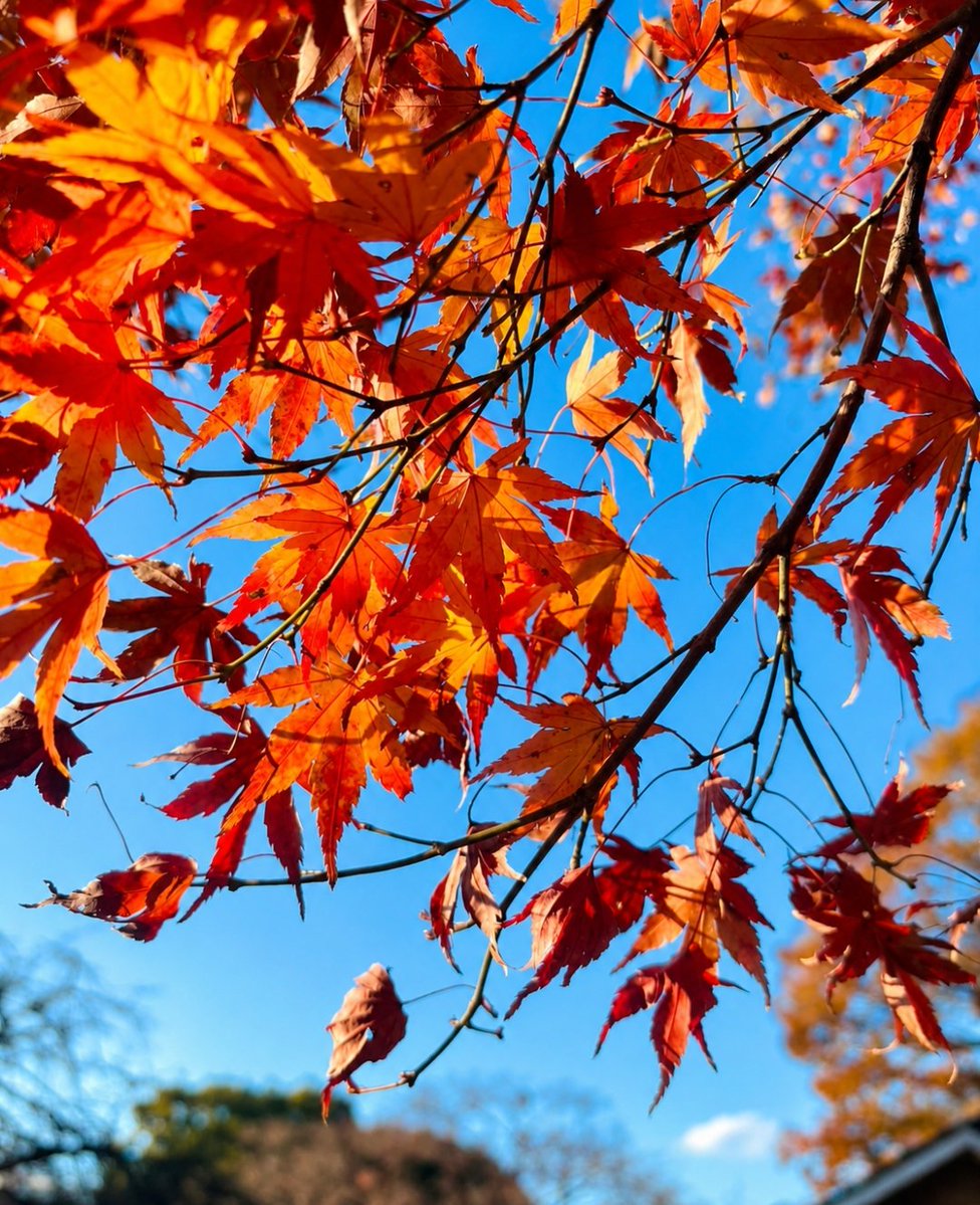 wtop12345's tweet photo. こんばんは🌙

今日もお疲れ様でした😊

青空に映える色鮮やかな紅葉が、

秋の訪れを感じさせます。鮮やかな赤やオレンジの葉が風に揺れ、

澄んだ空とのコントラストがとても美しい https://t.co/1acYfCWP9n
