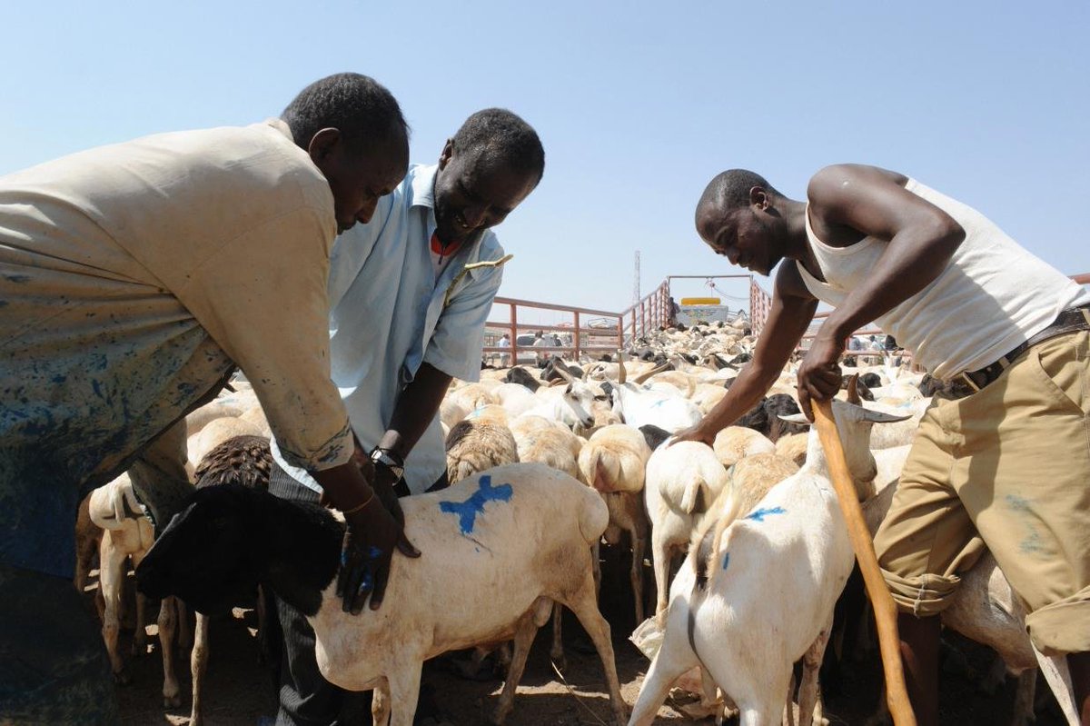 Nig_Farmer's tweet photo. Have you been to Bauchi State? There's a Local govt there called Toro!

Before we even talk about farming, Toro is one of those places where its geography tells you a lot about the people who live there. 

Located in Bauchi State and stretching towards the Plateau border, Toro is one of Nigeria’s largest LGAs by land area.

Its communities spread across wide open landscapes, rocky areas, valleys and river plains, giving the area a very distinct character within Bauchi State.
 
Interesting facts about Toro LGA 

     •Toro experiences a typical Guinea Savanna climate, with a clear rainy and dry season. The rainy months bring enough water for farming, while the dry season can become very hot and dusty. But around the river valleys and Fadama areas, water remains available for farmers, allowing some communities to continue growing crops even when the rains have stopped.

• Around communities such as Tilden Fulani, tomato and pepper farming is a major activity. During harvest, fresh tomatoes, tatase and hot peppers are gathered into large baskets and transported to other parts of the country. 

• The wide farmland also makes Toro an important producer of maize, millet, sorghum and cowpeas. These are some of the crops that form the everyday food system of northern Nigeria, making Toro an important link between rural farms and larger food markets.

• Toro is also part of the old northern groundnut belt. Farmers grow groundnuts not only for eating but also for processing into groundnut oil, kuli-kuli and animal feed. So one harvest can end up serving several different industries.

• Sesame, locally known as benne seed, is another crop quietly growing in Toro. Unlike crops mainly grown for local consumption, sesame has strong commercial and export value, giving farmers another way to earn beyond the usual grains.

• The wetter lowlands around Toro also support crops you might not immediately associate with the area, including sugar cane and sweet potatoes. 

• And it isn’t only crops. Toro also sits along important grazing and livestock routes, with cattle, goats and sheep raised across its communities. This makes livestock another major part of the local economy, supplying meat, milk and other animal products to surrounding areas.

• Tilden Fulani is more than a farming community; during harvest periods, it becomes a meeting point between farmers, traders and transporters. 

• What makes Toro interesting is the way crop farming and livestock production exist side by side. Farming communities and pastoral communities depend on the same land and water systems.

Toro may not be one of the places people immediately mention when they talk about Nigerian agriculture, but look closer and the picture changes. 

From dry-season tomatoes to grains, groundnuts, sesame and livestock, Toro is quietly doing a lot of the work that keeps food moving.

We appreciate the farmers, herders and value chain players in Toro LG of Bauchi State.

Lanre NaijaFarmer