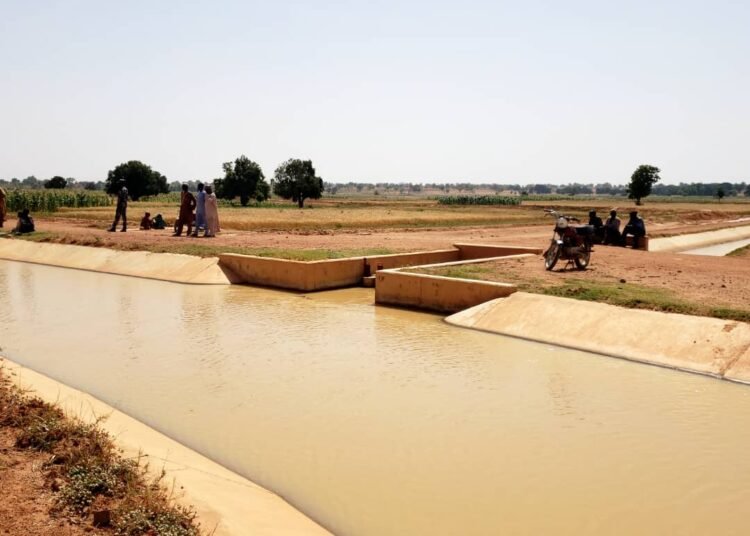 Nig_Farmer's tweet photo. Have you been to Bauchi State? There's a Local govt there called Toro!

Before we even talk about farming, Toro is one of those places where its geography tells you a lot about the people who live there. 

Located in Bauchi State and stretching towards the Plateau border, Toro is one of Nigeria’s largest LGAs by land area.

Its communities spread across wide open landscapes, rocky areas, valleys and river plains, giving the area a very distinct character within Bauchi State.
 
Interesting facts about Toro LGA 

     •Toro experiences a typical Guinea Savanna climate, with a clear rainy and dry season. The rainy months bring enough water for farming, while the dry season can become very hot and dusty. But around the river valleys and Fadama areas, water remains available for farmers, allowing some communities to continue growing crops even when the rains have stopped.

• Around communities such as Tilden Fulani, tomato and pepper farming is a major activity. During harvest, fresh tomatoes, tatase and hot peppers are gathered into large baskets and transported to other parts of the country. 

• The wide farmland also makes Toro an important producer of maize, millet, sorghum and cowpeas. These are some of the crops that form the everyday food system of northern Nigeria, making Toro an important link between rural farms and larger food markets.

• Toro is also part of the old northern groundnut belt. Farmers grow groundnuts not only for eating but also for processing into groundnut oil, kuli-kuli and animal feed. So one harvest can end up serving several different industries.

• Sesame, locally known as benne seed, is another crop quietly growing in Toro. Unlike crops mainly grown for local consumption, sesame has strong commercial and export value, giving farmers another way to earn beyond the usual grains.

• The wetter lowlands around Toro also support crops you might not immediately associate with the area, including sugar cane and sweet potatoes. 

• And it isn’t only crops. Toro also sits along important grazing and livestock routes, with cattle, goats and sheep raised across its communities. This makes livestock another major part of the local economy, supplying meat, milk and other animal products to surrounding areas.

• Tilden Fulani is more than a farming community; during harvest periods, it becomes a meeting point between farmers, traders and transporters. 

• What makes Toro interesting is the way crop farming and livestock production exist side by side. Farming communities and pastoral communities depend on the same land and water systems.

Toro may not be one of the places people immediately mention when they talk about Nigerian agriculture, but look closer and the picture changes. 

From dry-season tomatoes to grains, groundnuts, sesame and livestock, Toro is quietly doing a lot of the work that keeps food moving.

We appreciate the farmers, herders and value chain players in Toro LG of Bauchi State.

Lanre NaijaFarmer
