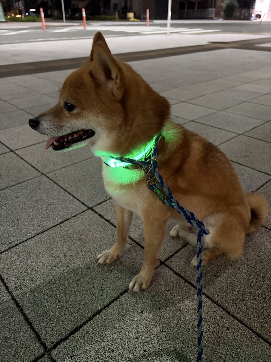taps_miller's tweet photo. こんばんは♪
夜散歩では20分くらい歩いたこの場所で必ず止まる謎🐕

#豆柴
#夜散歩
#発光犬 https://t.co/d5JBKqNGD6