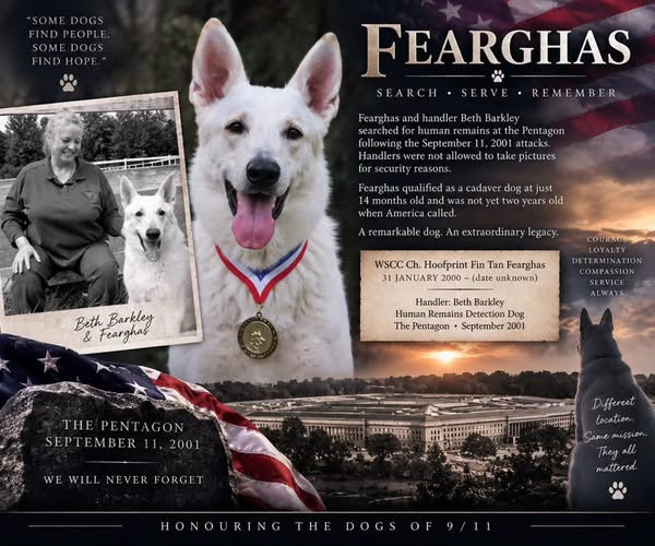 tiger26931's tweet photo. FEARGHAS
White Shepherd
Handler — Beth Barkley
Human Remains Detection
The Pentagon • September 2001 https://t.co/8lKvJYrUdM