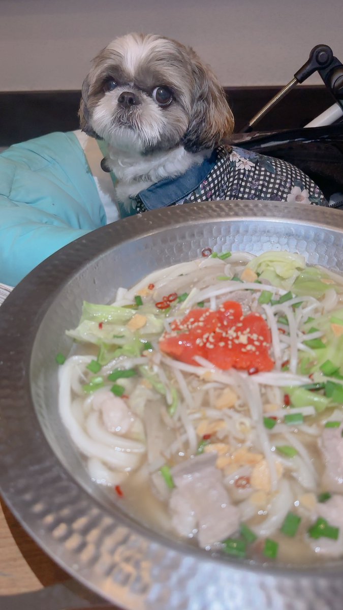 chris49891's tweet photo. つるとんたんでは勿論3玉ママ
僕は鹿肉ミンチたべたよ🐾
#シーズー #shihtzu
#asknowas #asknowasdewan https://t.co/LFYfqnzf5E