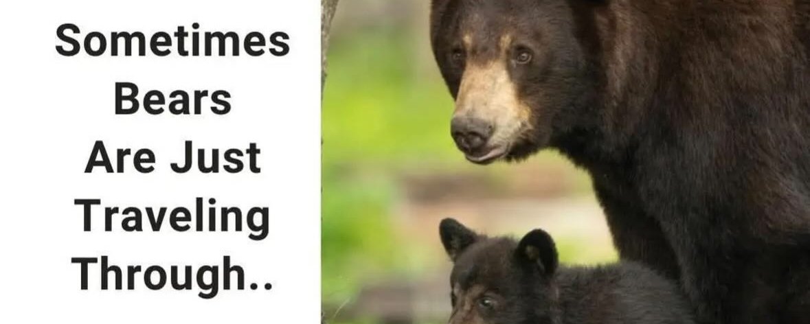 rainwatersystem's tweet photo. #CityForest #UrbanForest #ReForest @Afforest
#ProtectForBears #ProtectBear
熊の駆除ではなく奥山を再生して熊を山へ帰す。 そう思いませんか。 奥山再生、熊を山へ帰す。 声をあげませんか。SNSで発信しませんか。 一人一人は微力でも、合わされば大きな声になる!力になる! 拡散願います。 #熊を守ろう
@grok @X