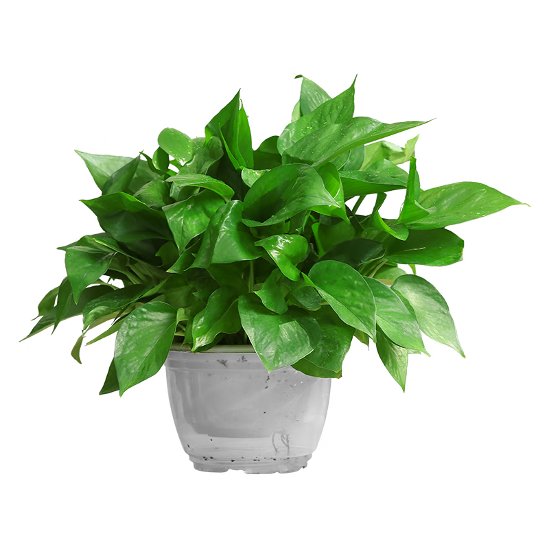 KarenSemelhj's tweet photo. Pro tip for your pothos: Wipe its leaves with a damp cloth weekly to remove dust, which helps it absorb more light and grow bushier! https://t.co/YdiuLpCXGD