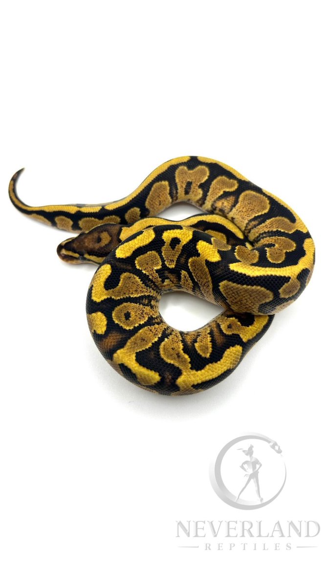 adamas_ball's tweet photo. 今月Neverland Reptilesから
少数ですが輸入致します。
長くなりますがご一読ください。

写真1枚目から

0.1 Wookie Super Gravel Clown
1.0 Hurricane Super Gravel het Clown
1.0 Hurricane Fire Gravel het Puzzle 50% Clown
0.1 Fire Gravel het Puzzle 50% Clown(シェッドテスト中)

Hurricane = Hans Winner line
Gravel = Xclusive Snakes line

2枚目の個体に関して、
poss Hurricaneでしたが脱皮を重ね、本人同意でヴィジュアル判定となりました。

今回は彼の代名詞でもあるGravelをベースにClown Puzzle Hurricaneにフォーカスした個体をご用意致しました。

血統は勿論、見た目の表現としても納得出来るクオリティで
オス2匹メス2匹でそのままペア導入も出来るよう選抜しております。
お値段も頑張らせて頂きます。

10月以降、東京を中心とした幾つかのイベントにも出展予定です。
その際は是非ご覧頂けますと幸いです。

これからもADAMAS BALLをよろしくお願いします。
